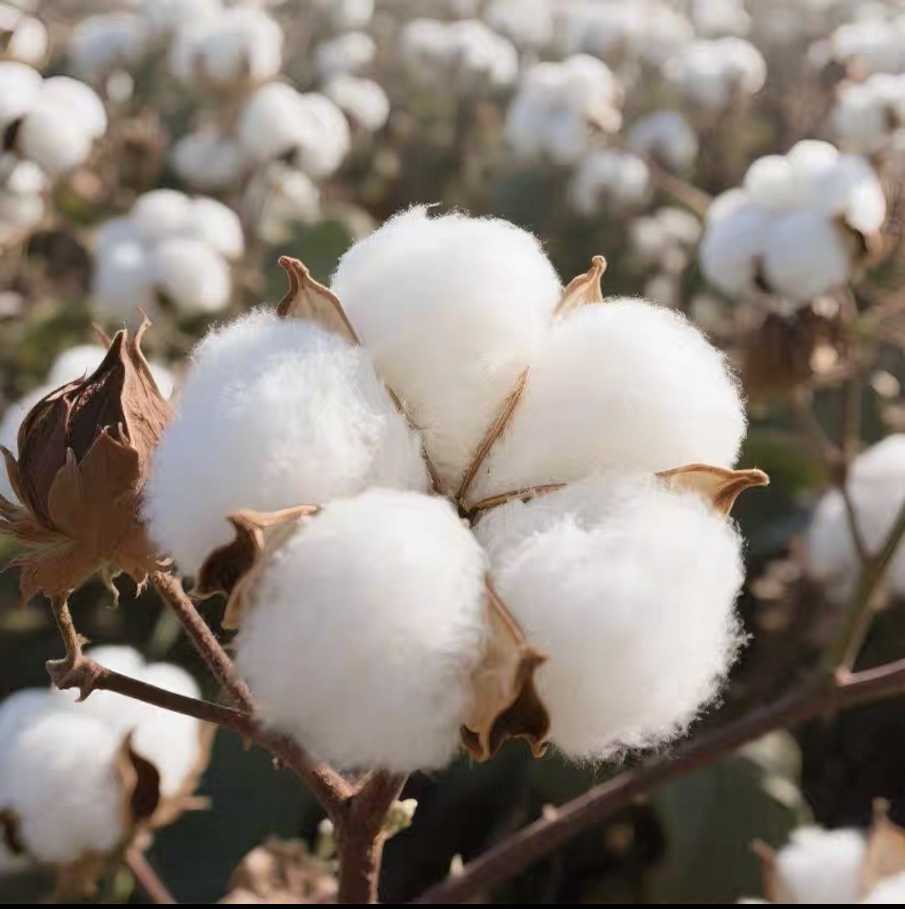 Cotton bolls in sunlight